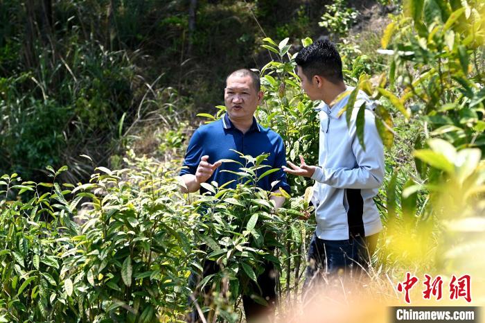 張高漢向參訪者介紹金花茶種植情況?！埥鸫?攝