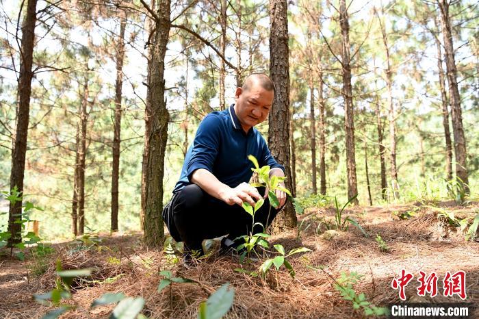 張高漢查看在松樹林下剛套種不久清明茶的生長情況?！埥鸫?攝